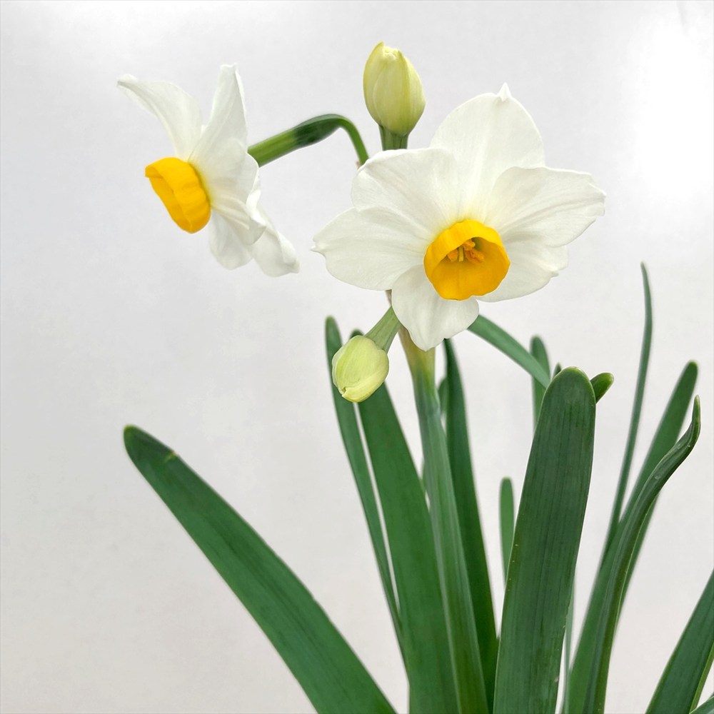 華子　日本水仙７セット 吉澤照子 『水仙』 日本画 - 北海道画廊