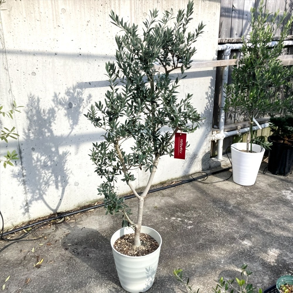 楽天市場】【現品発送】オリーブの木 セントキャサリン 苗木 9号