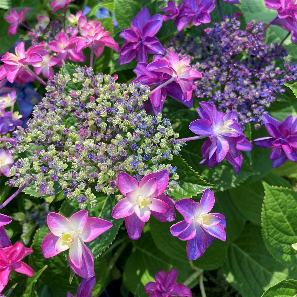 小紋　紫陽花【花葉模様】袷わせ　濃紺色 小紋袷 着物 花 紺色