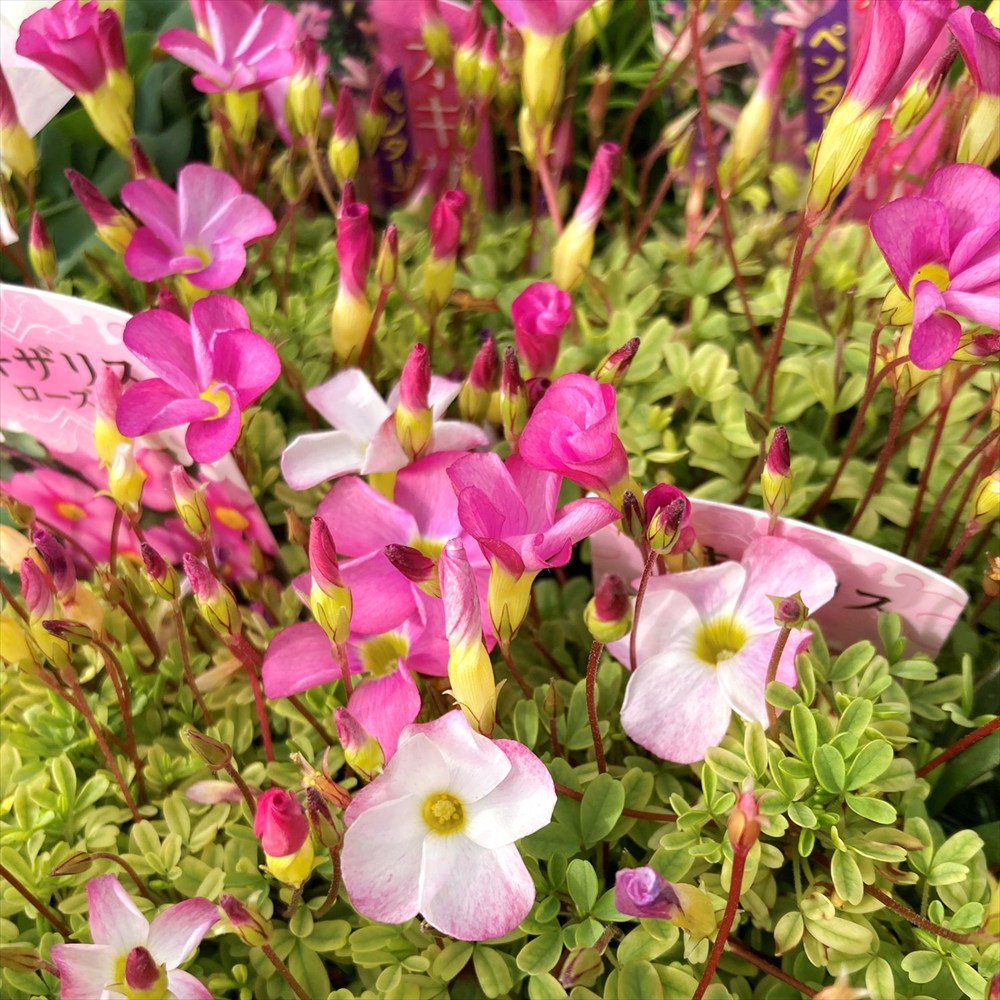 楽天市場】冬咲きクレマチス苗 アンスンエンシス 4号ツリー仕立て苗