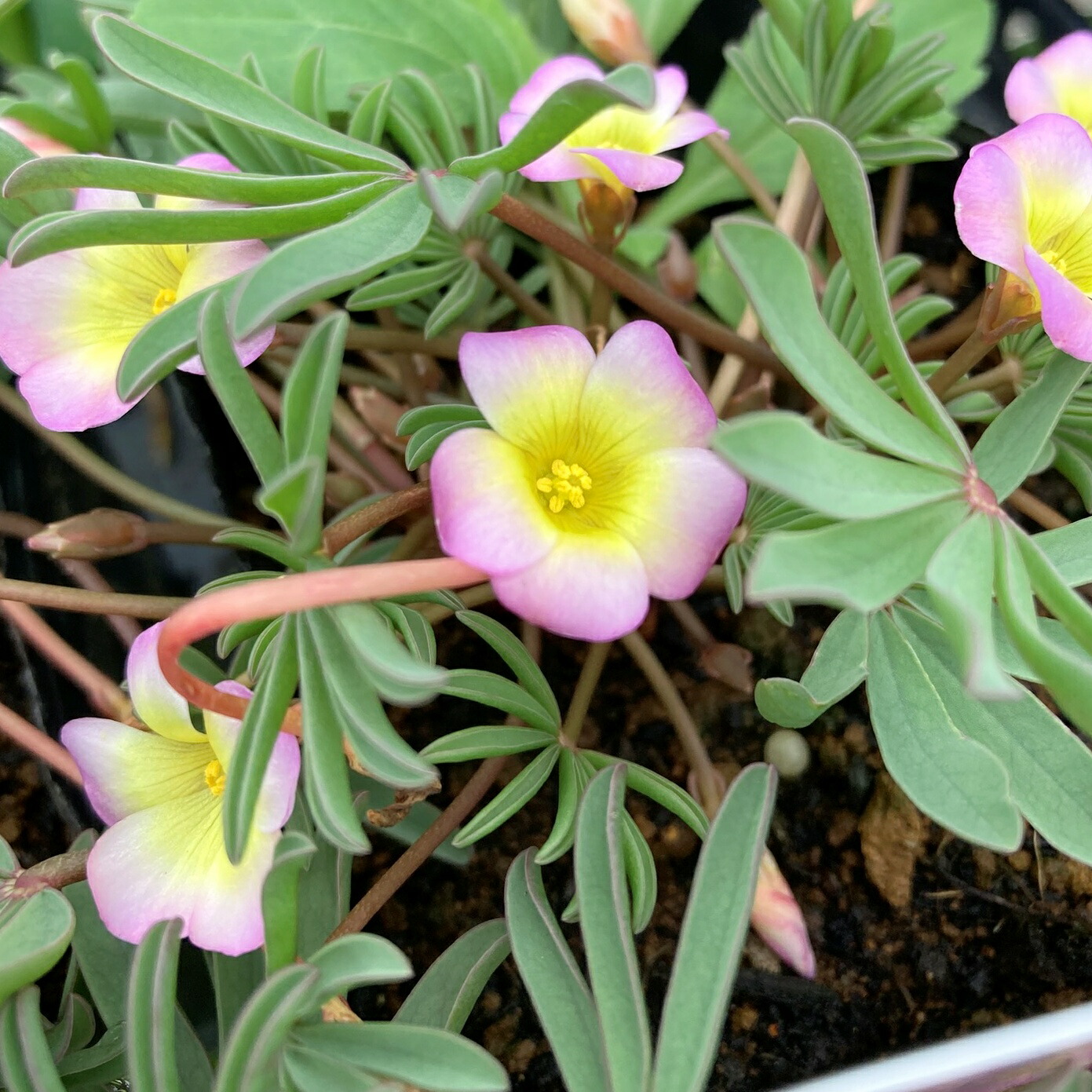 楽天市場】オキザリス 桃の輝き 3.5号ポット苗 寄せ植え 花壇