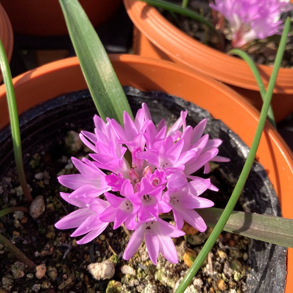 楽天市場】【現品発送】ピセア・プンゲンストウヒ スーパーブルー 苗木