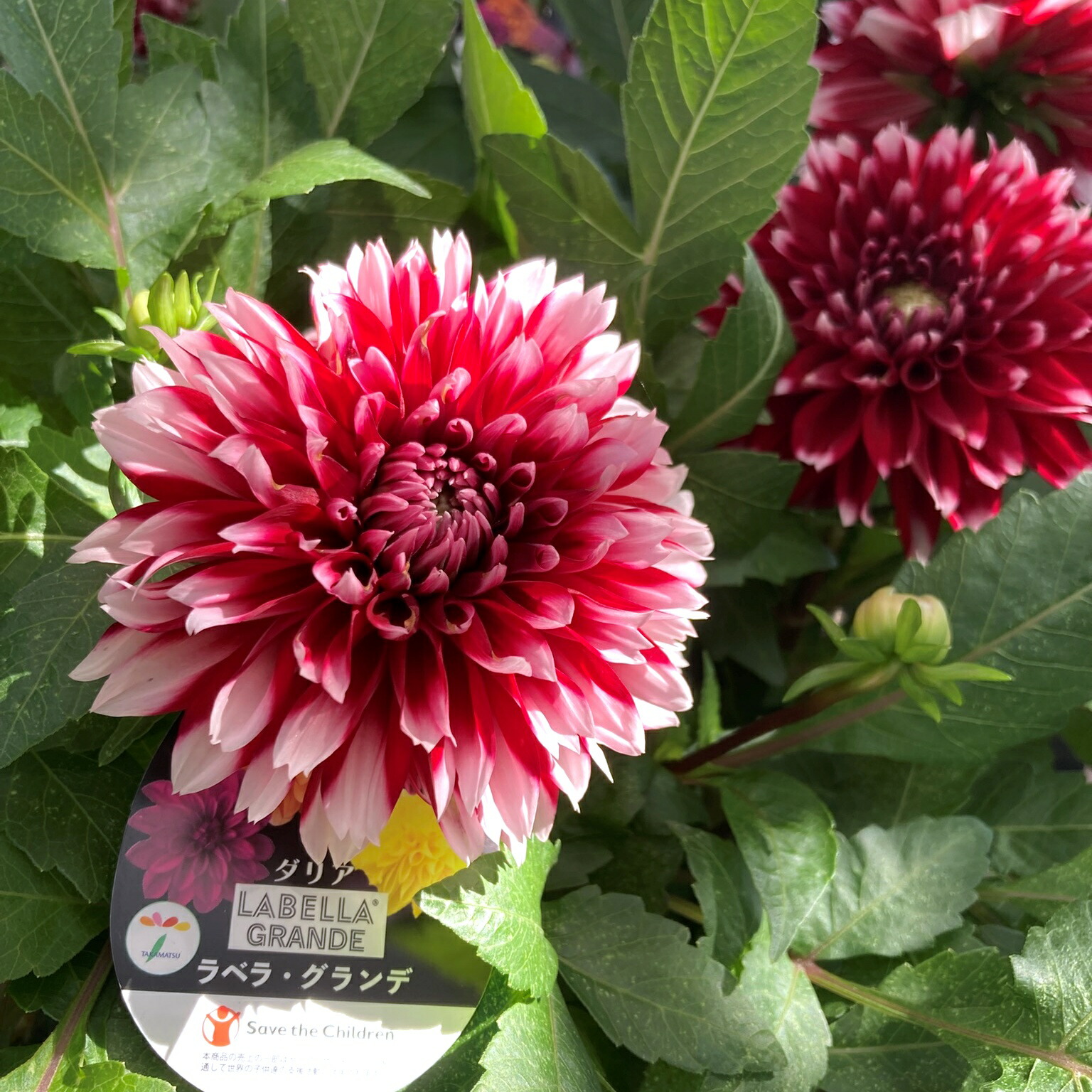 楽天市場】予約販売 ダリア 苗 銅葉ぷちダリア フレディーストロベリー