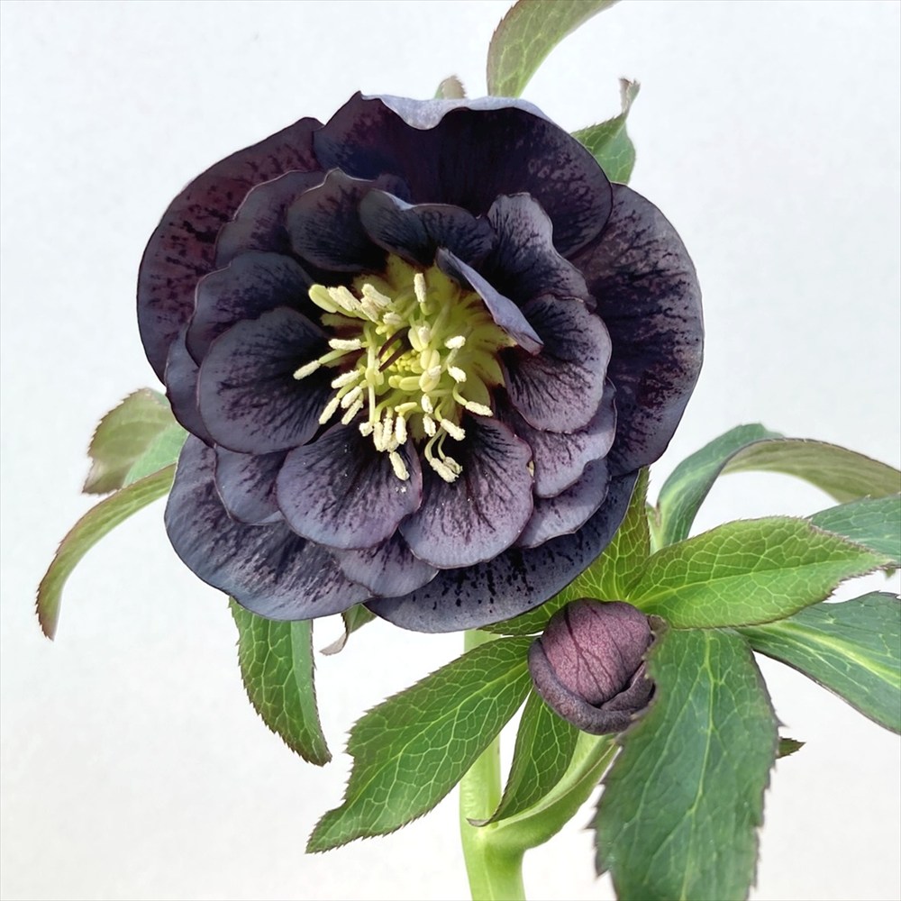 楽天市場】【現品】クリスマスローズ ダブル咲き スモーキーブルー