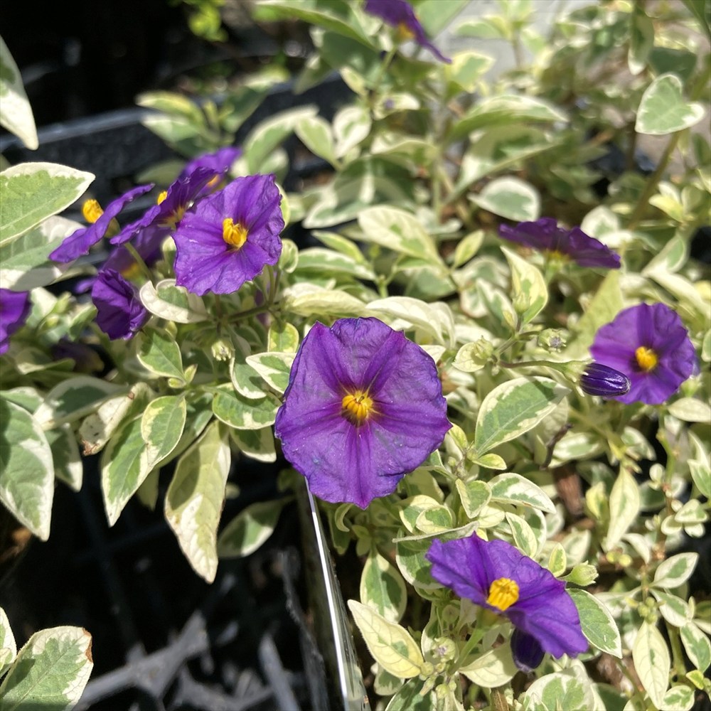 楽天市場】リースキット(メッシュプランター)ハート型【NO.2