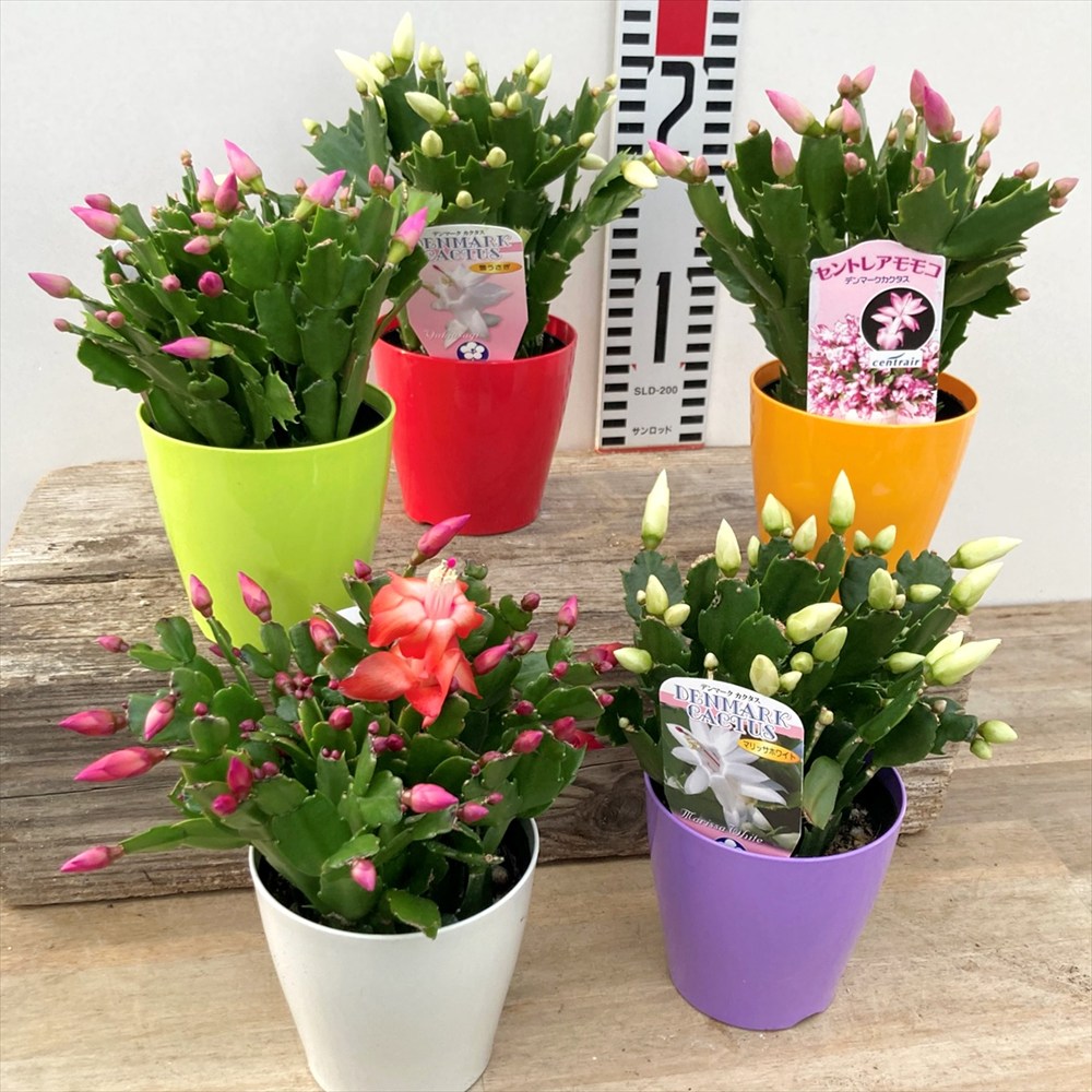 弁慶柱　ベンケイチュウ　35苗　鉢のまま発送 弁慶柱 ベンケイチュウ 35苗 鉢のまま発送 弁慶柱 ベンケイチュウ 35苗