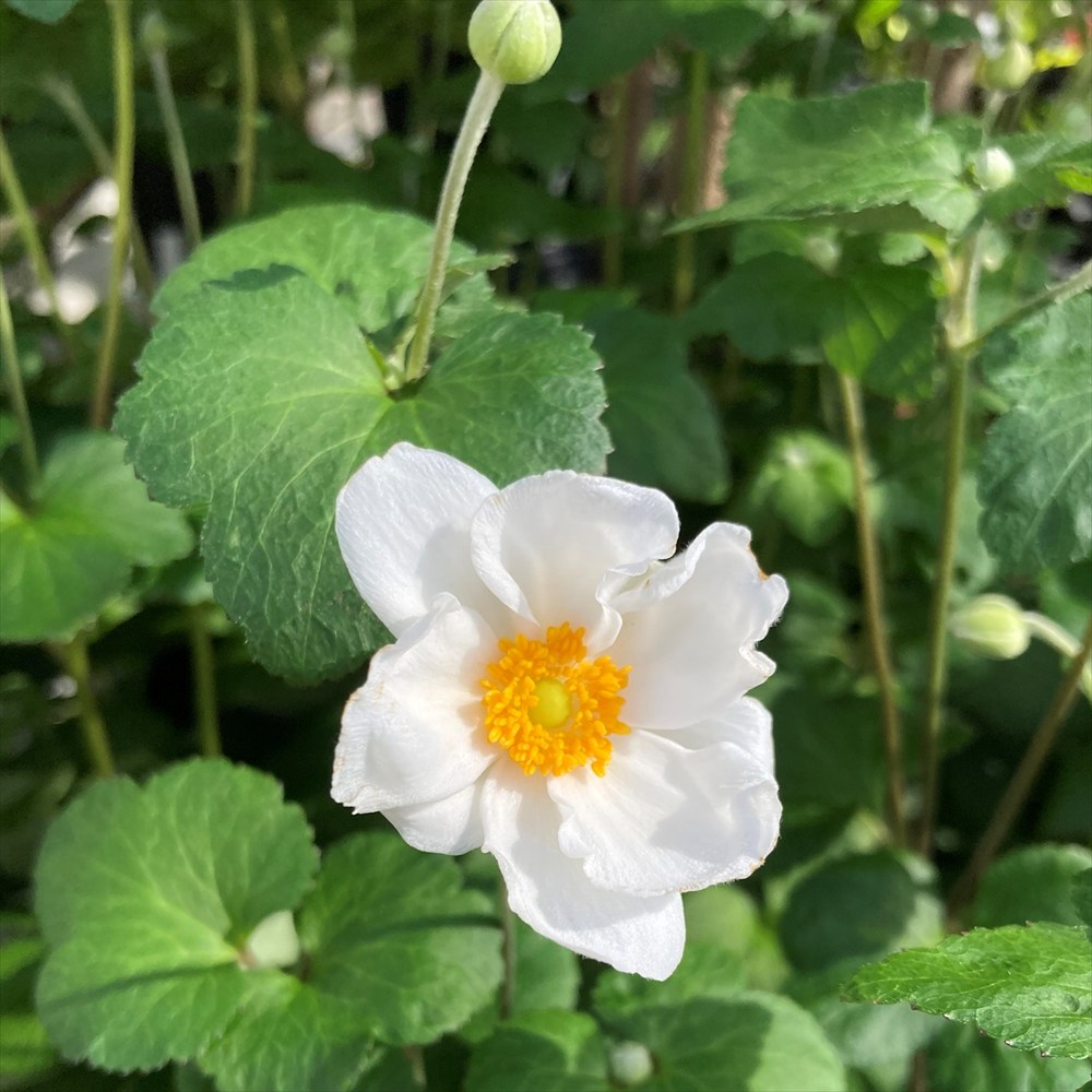 信州産　秋明菊桃色・白　joy様　ご確認用です♪ 信州産秋明菊桃色・白joy様ご確認用です♪