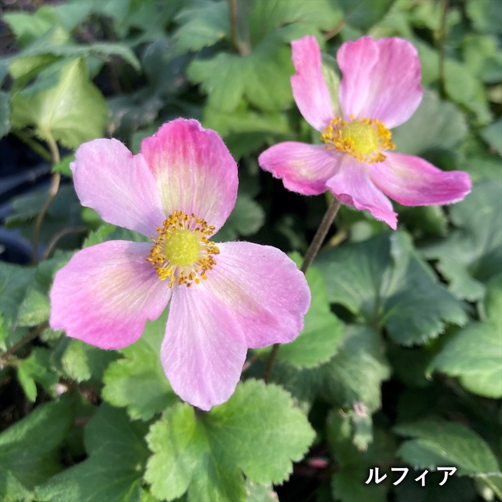 楽天市場】【6品種から選ぶ】マーガレット 4号鉢苗(h04) : 千草園芸