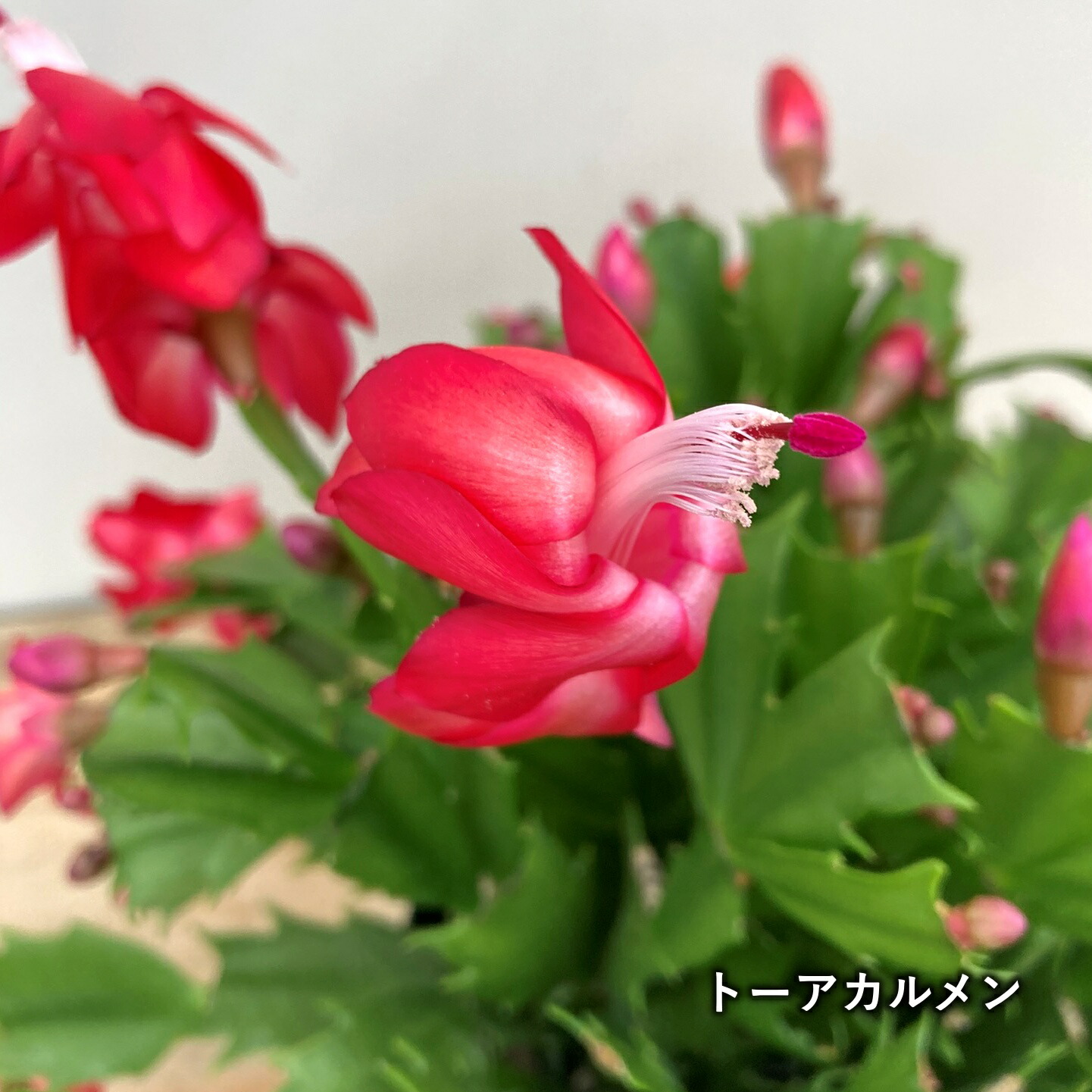 楽天市場】予約販売 バラ咲き デンマークカクタス ピンクローズ 5号鉢