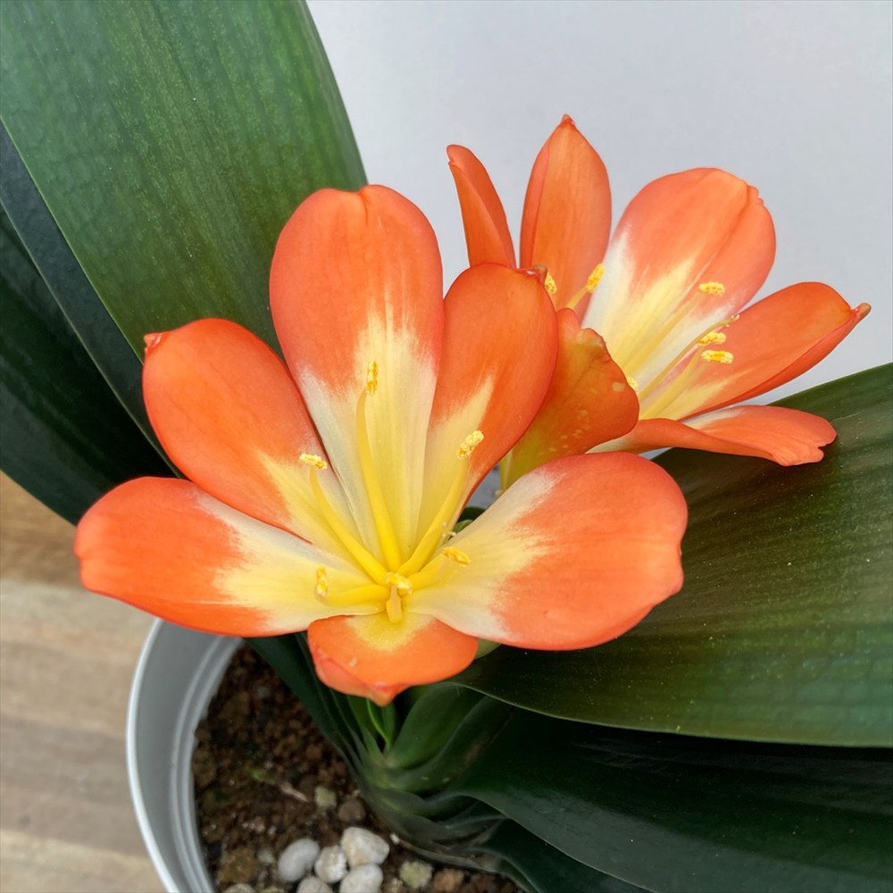 楽天市場】クンシラン(君子蘭)苗 6号鉢(h25) : 千草園芸