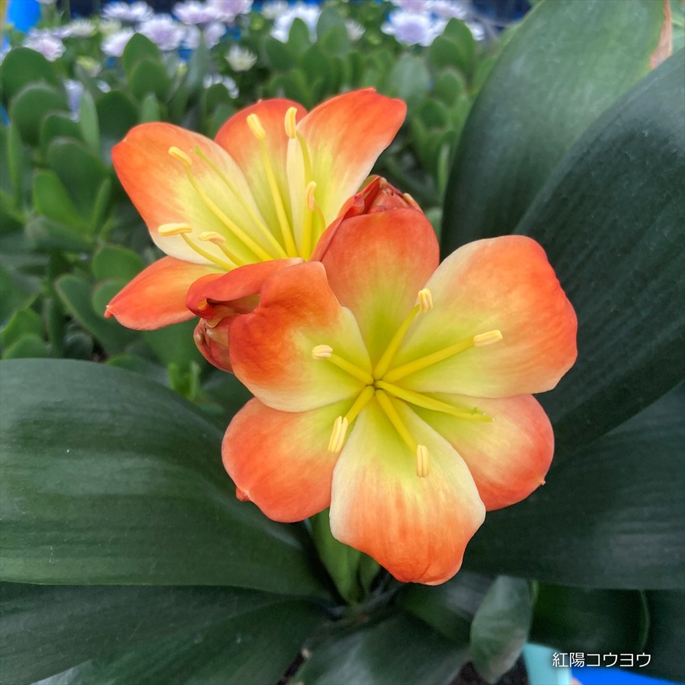 楽天市場】（花終わり）黄花クンシラン(君子蘭)「光玲(ミレイ)」 6号苗