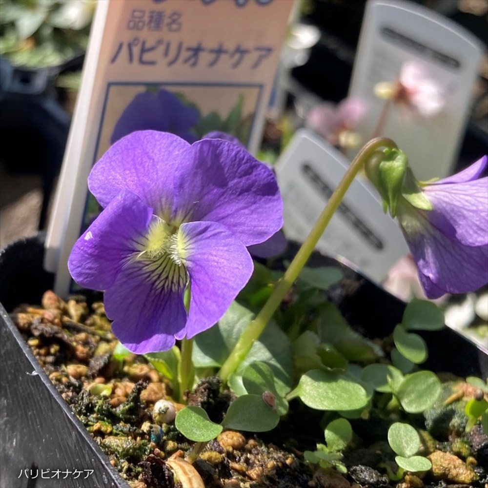 楽天市場】錦すみれ（ニシキスミレ） 3号苗(h24) : 千草園芸