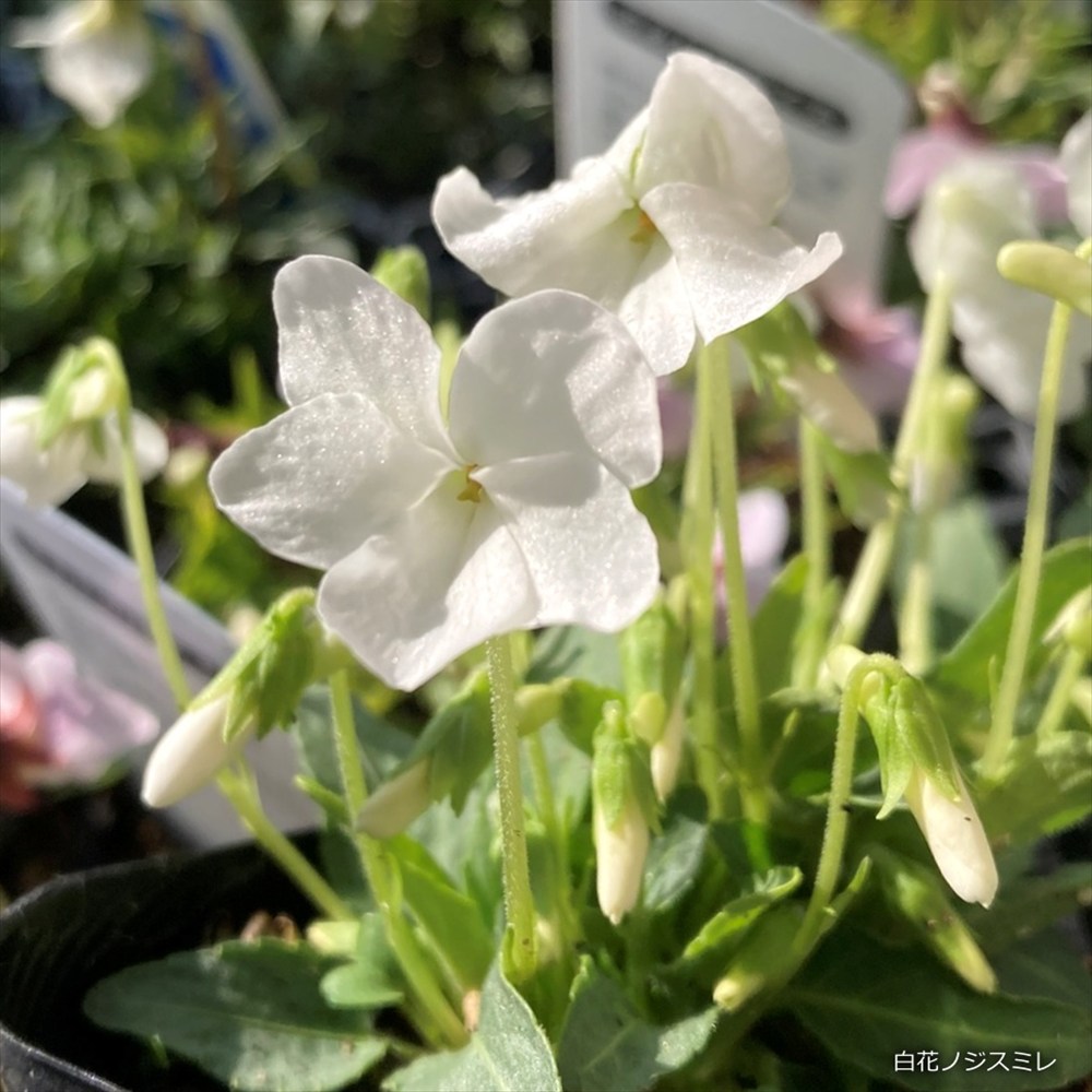 楽天市場】シラー ペルビアナ 白花 4号苗(c06) : 千草園芸