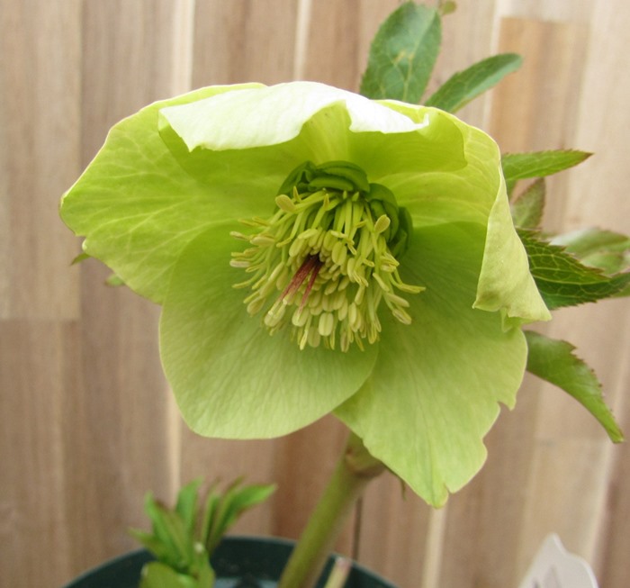 あや、濃いグリーン！オリジナル交配種、クリスマスローズ、苗、開花株 あや様専用、濃いグリーン！オリジナル交配種、クリスマスローズ