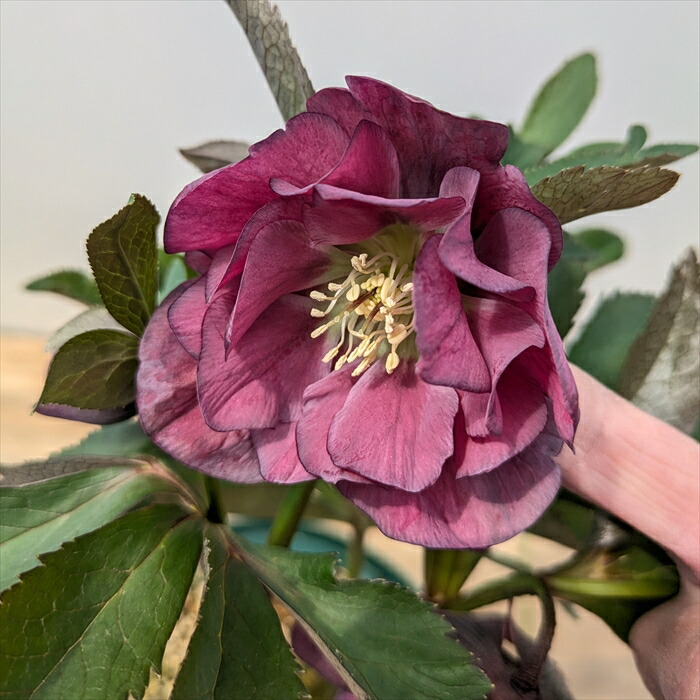 楽天市場】【現品】クリスマスローズ ダブル咲き ゴールドオーレア系 5