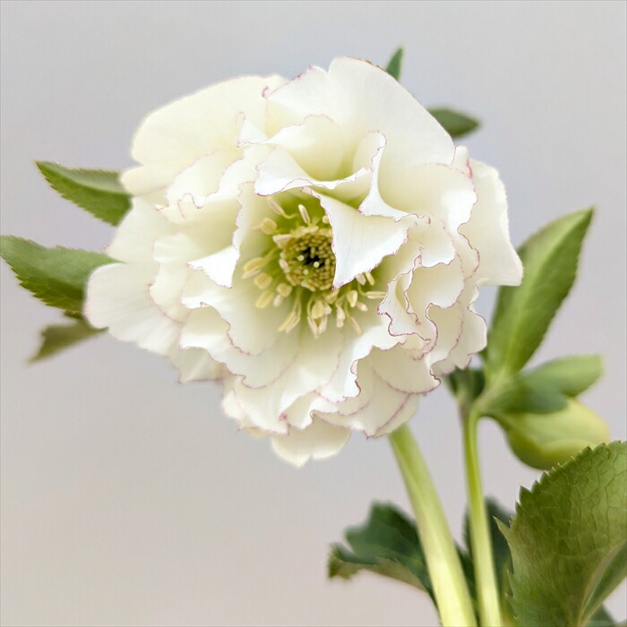 多弁咲きホワイトピコティ クリスマスローズ 彩の国 115