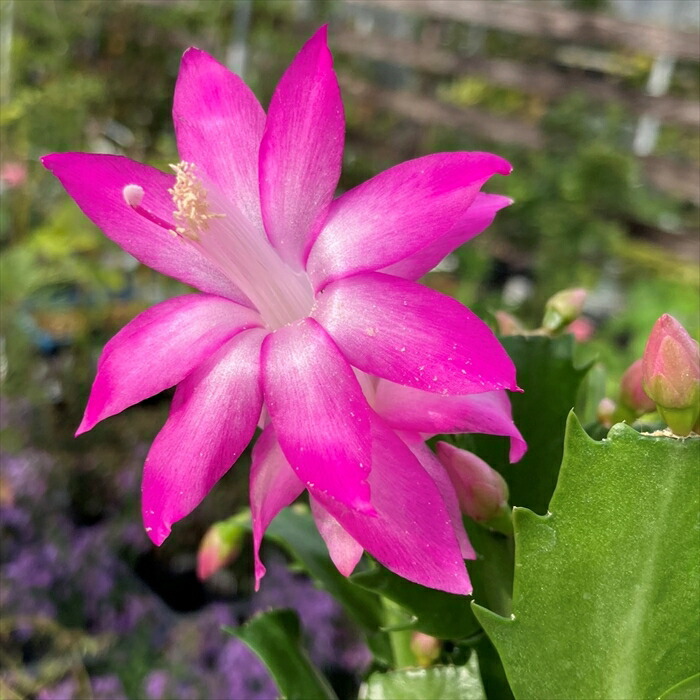 楽天市場】シャコバサボテン（蝦蛄葉サボテン） ホワイトベル 5号苗