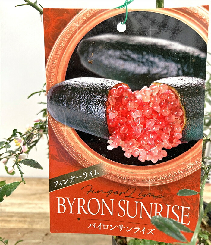 フィンガーライム　ジャリーレッド　パープルブリス　リックスレッド３品種　接ぎ木 フィンガーライム ジャリーレッド パープルブリス リック