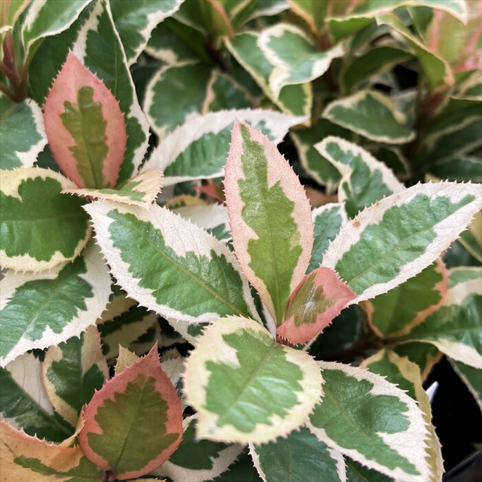 君子蘭　縞中斑入り　５号鉢つき　レア斑❗ 君子蘭 縞中斑入り 5号鉢つき レア斑❗