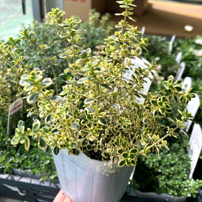 楽天市場】カラミント（カラミンサ）大輪種 3.5号苗2種セット