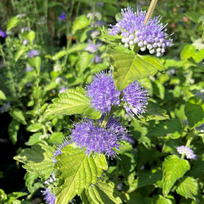 楽天市場】ディクラスティリス3号ポット苗（屋外の植物です）花苗 庭