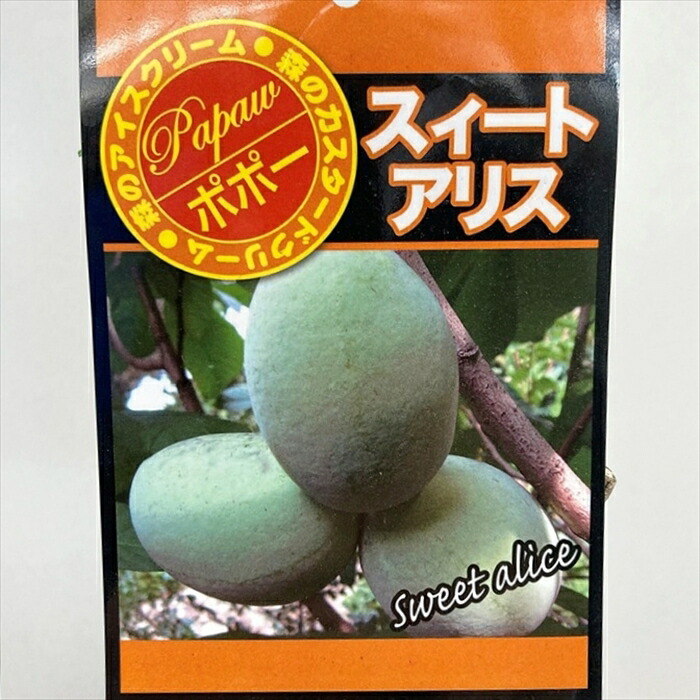 楽天市場】【選べる現品発送】ポポー ミッチェル 苗木 接ぎ木苗 樹高