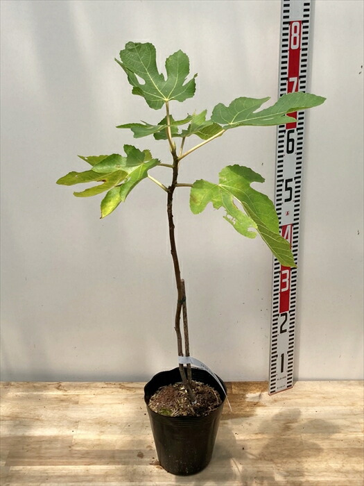 イチジク　苗木 ITANSE イチジク レディーホワイト 接木 果樹の苗木 5号鉢 接木