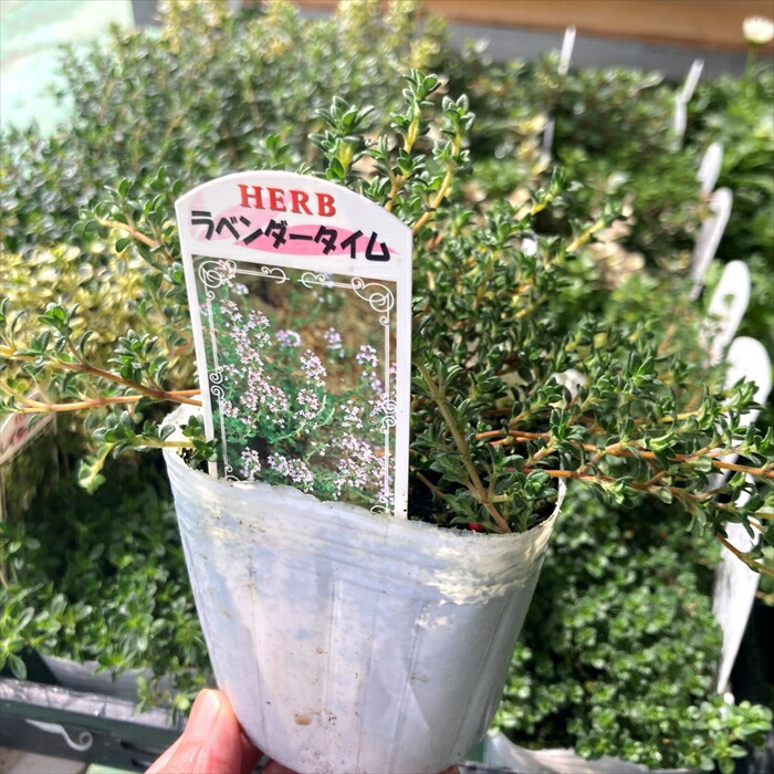 ミラクルフルーツ苗 5268_3.jpg