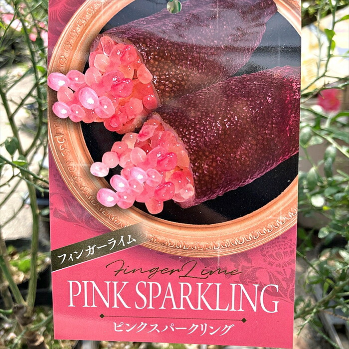 楽天市場】【選べる現品】フィンガーライム リトルルビー(レッド系
