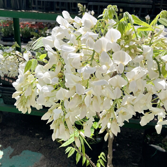 苗 希少 正規品 ムスクの香り 白花 藤『麝香藤』6号 蕾15芽