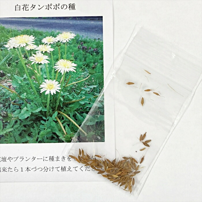 たんぽぽ様 楽天市場】西洋タンポポの種 : 千草園芸