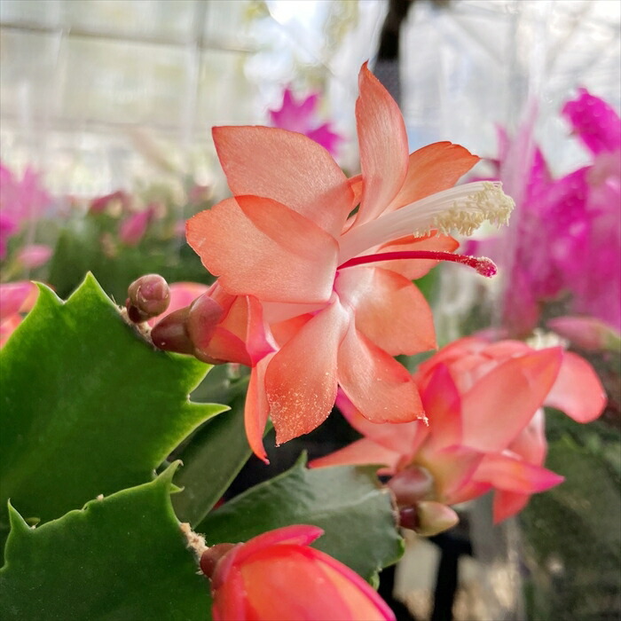 シャコバサボテン 楽天市場】シャコバサボテン苗「蝦蛄葉サボテン」マリッサホワイト 4号