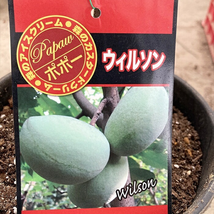 楽天市場】【樹形が選べる現品販売】ポポー オーバーリース 接ぎ木苗 6