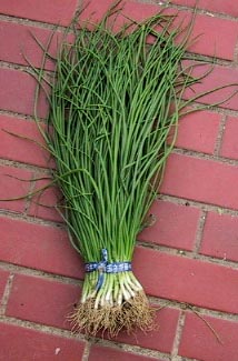 楽天市場】タキイの早生タマネギ苗 「ソニック」 100本☆発送日でお