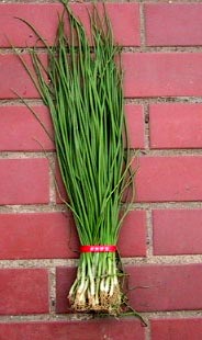 楽天市場】タキイの長期保存用玉ねぎ苗「タマネギOP」100本 : 千草園芸