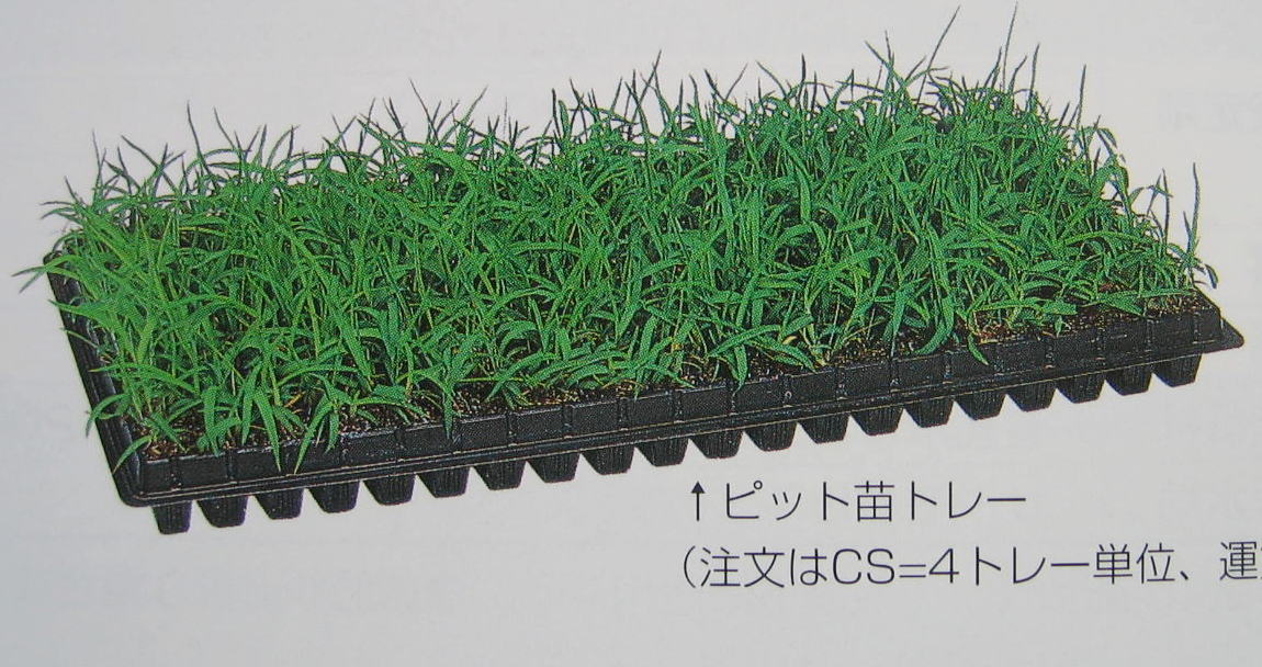 わかばモミジ ガーデニング・農業-芝生