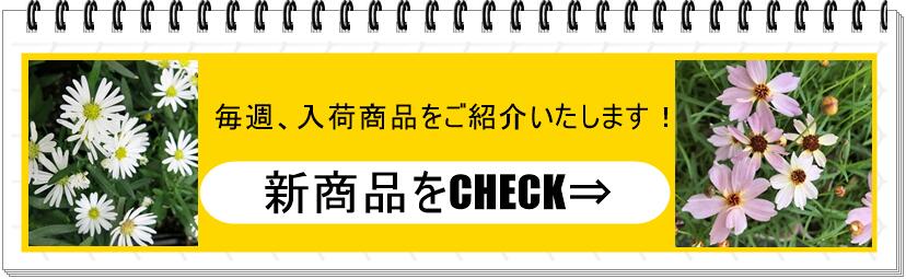 楽天市場】リクニス コロナリア「エンジェルスブラッシュ」3.5号苗(c9) : 千草園芸