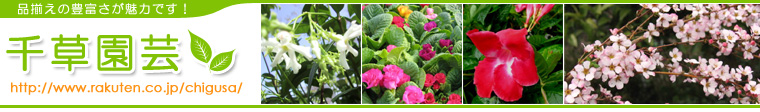 千草園芸：園芸資材、花の苗、果樹、鉢植えの花、観葉植物等を販売