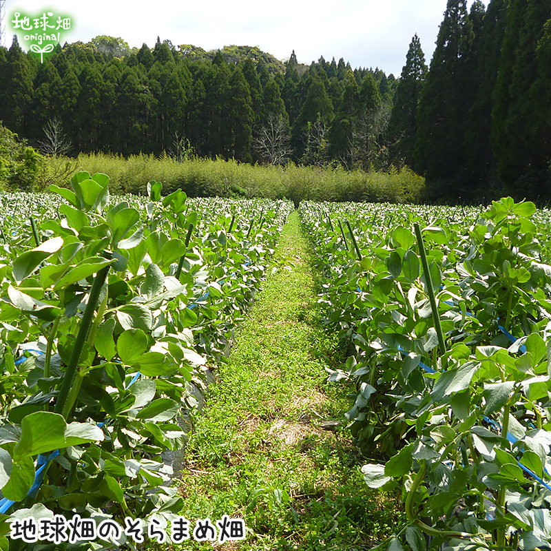 楽天市場 そら豆 4kg 鹿児島県産 農薬 化学肥料 除草剤不使用 そらまめ 空豆 蚕豆 ソラマメ 冷蔵便 送料無料 発送期間5月末迄 地球畑