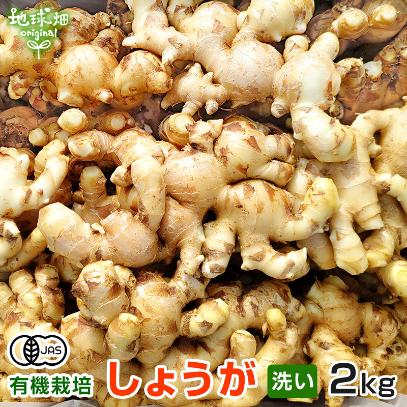 〈千葉県産〉金時生姜　しょうが　種　約2kg