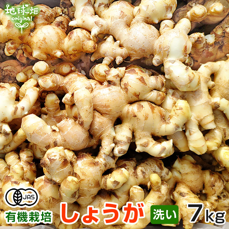 生姜 7kg 有機栽培 冷蔵便 鹿児島県産 宮崎県産 農薬・化学肥料不使用 洗い 生 無農薬 有機JAS 生生姜 しょうが ジンジャー ショウガオール  温活 業務用 まとめ買い ひね生姜 | 地球畑