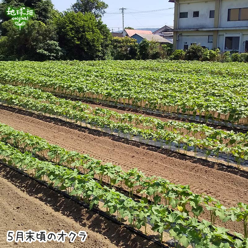 オクラ 3kg 有機栽培 鹿児島県産 有機jas おくら 生 ネバネバ おひたし 和え物 冷蔵便 無農薬 Aplusfinance Blog Com