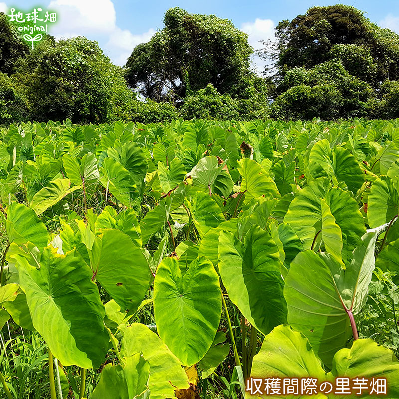 配送員設置送料無料 里芋 4kg 有機栽培 冷蔵便 鹿児島県産 土付き さといも サトイモ 里いも オーガニック 無農薬 送料無料 国産 Pila Bankizywnosci Pl 配送員設置送料無料 里芋 4kg 有機栽培 冷蔵便 鹿児島県産 土付き さといも サトイモ 里いも オーガニック 無農薬 送料無料 国産 Pila Bankizywnosci Pl