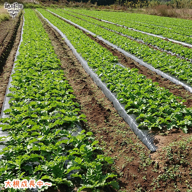 楽天市場 大根 6本 有機栽培 冷蔵便 鹿児島県産 宮崎県産 大根おろし だいこん ダイコン 九州産 九州野菜 オーガニック Organic 発送期間11月 4月 地球畑