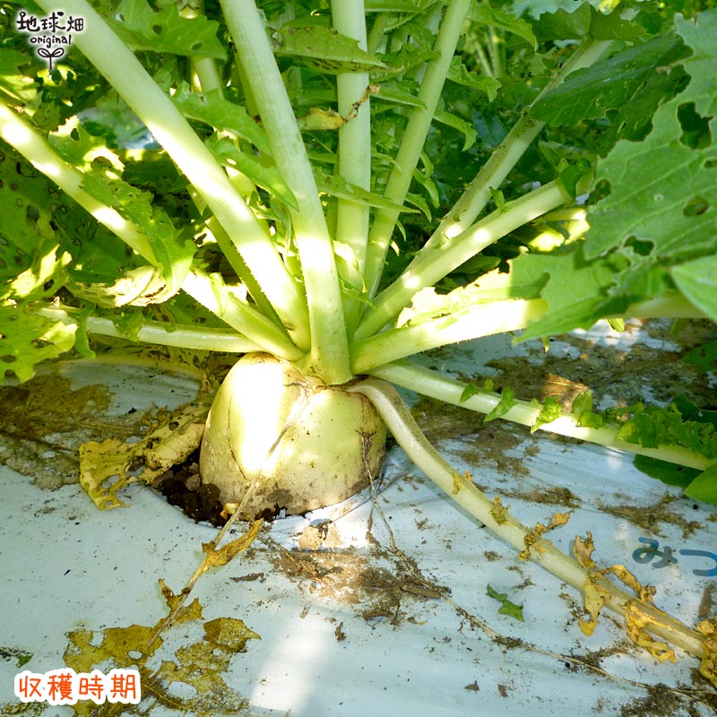 楽天市場 大根 6本 有機栽培 冷蔵便 鹿児島県産 宮崎県産 大根おろし だいこん ダイコン 九州産 九州野菜 オーガニック Organic 発送期間 11月 4月 地球畑