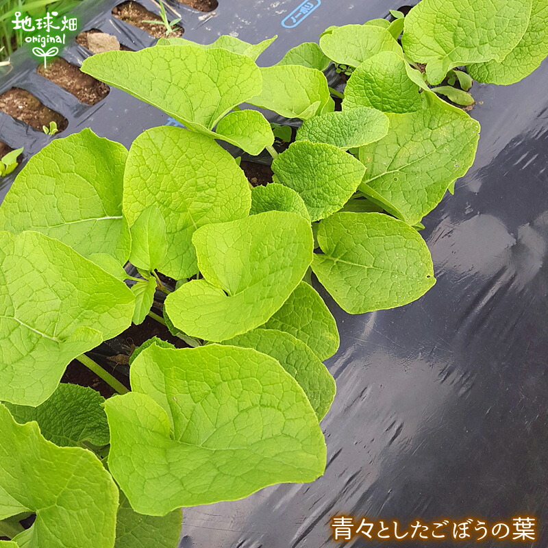 ごぼう 10kg ゴボウ 鹿児島県産 有機栽培 冷蔵便 牛蒡 宮崎県産