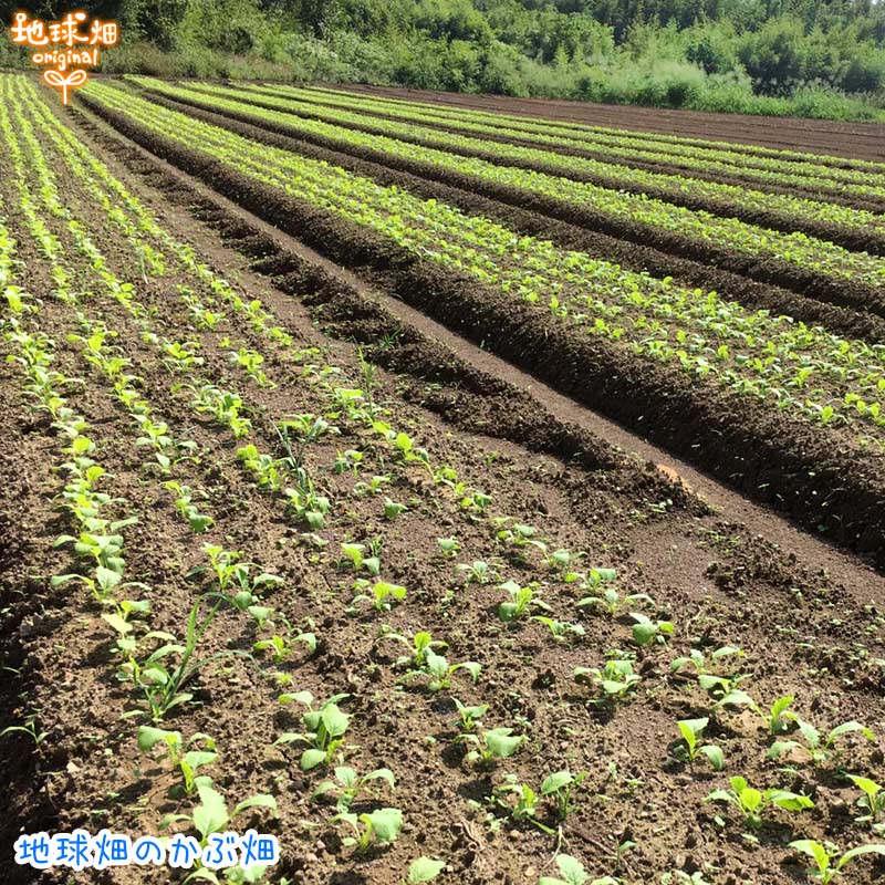 楽天市場 かぶ 500g 6p 有機栽培 送料無料 鹿児島県産 宮崎県産 土付き オーガニック Organic 蕪 カブ 冷蔵便 地球畑 楽天市場 かぶ 500g 6p 有機栽培 送料無料 鹿児島県産 宮崎県産 土付き オーガニック Organic 蕪 カブ 冷蔵便 地球畑