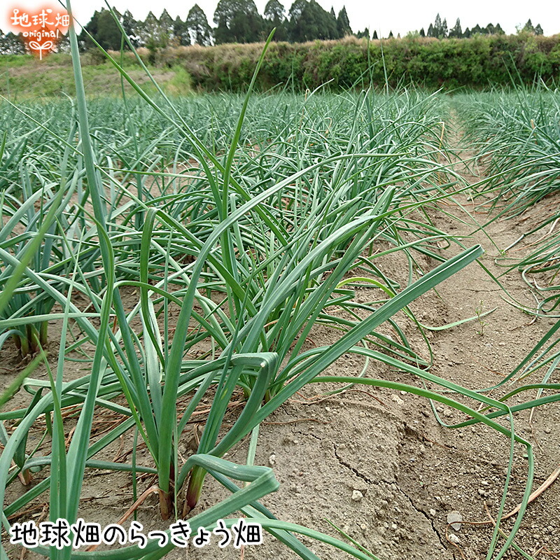 楽天市場 らっきょう 有機栽培 2kg 土付き 鹿児島県産 化学肥料 農薬不使用 国産 Jas認証 大きさおまかせ ラッキョウ 辣韭 生 冷蔵便 送料無料 地球畑