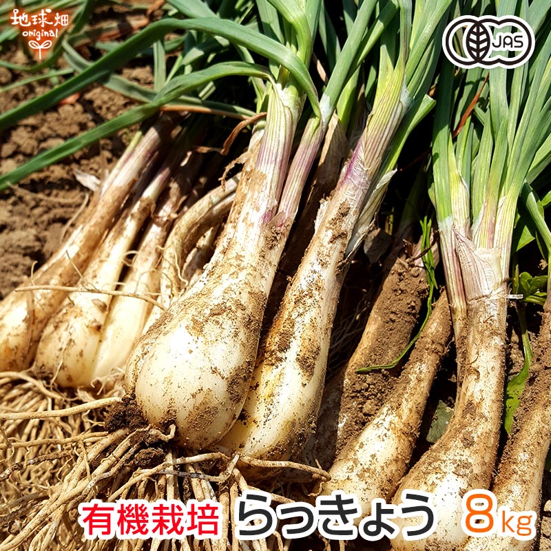 【楽天市場】らっきょう 有機栽培 4kg 土付き 鹿児島県産 化学肥料 