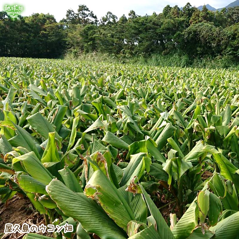 楽天市場 有機春ウコンパウダー 60g メール便で送料無料 春うこん 鹿児島県産 屋久島 有機jas認証 有機栽培 無添加 ターメリック キョウオウ ゴールデンミルク オーガニック 後払い不可 地球畑